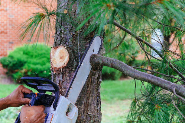 Trusted Crown Point, IN Tree Removal and Landscaping Services Experts